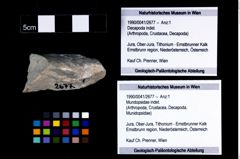 Foto (Objekt + Etikett) von Mundopsidae indet.  (NHMW-GEO-1990-0041-2677)